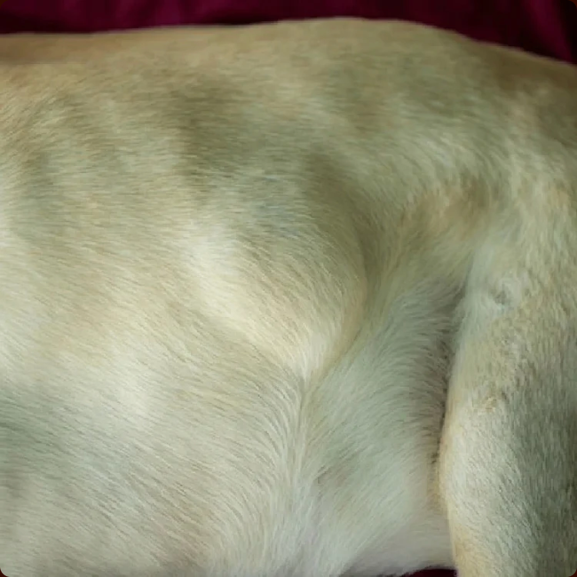 Close-up of dog skin lump